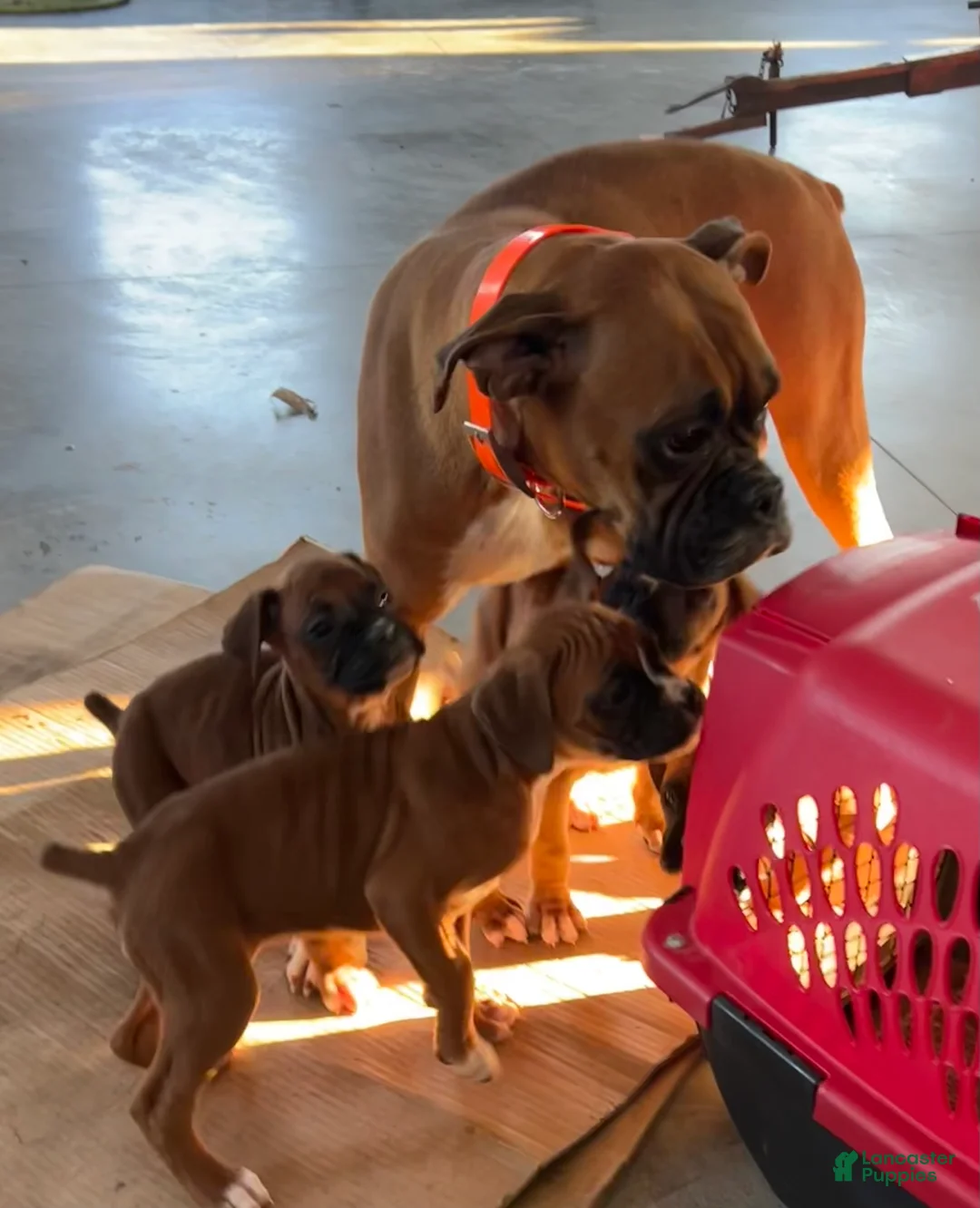 Boxer dogs for sale: Linda - Ad 5