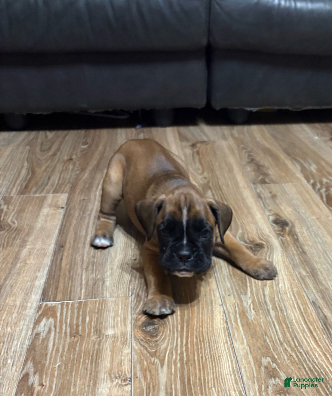 Boxer dogs for sale: Buddy - Ad 2