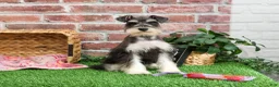 Miniature Schnauzer dogs for sale: Maureen  - Ad 6