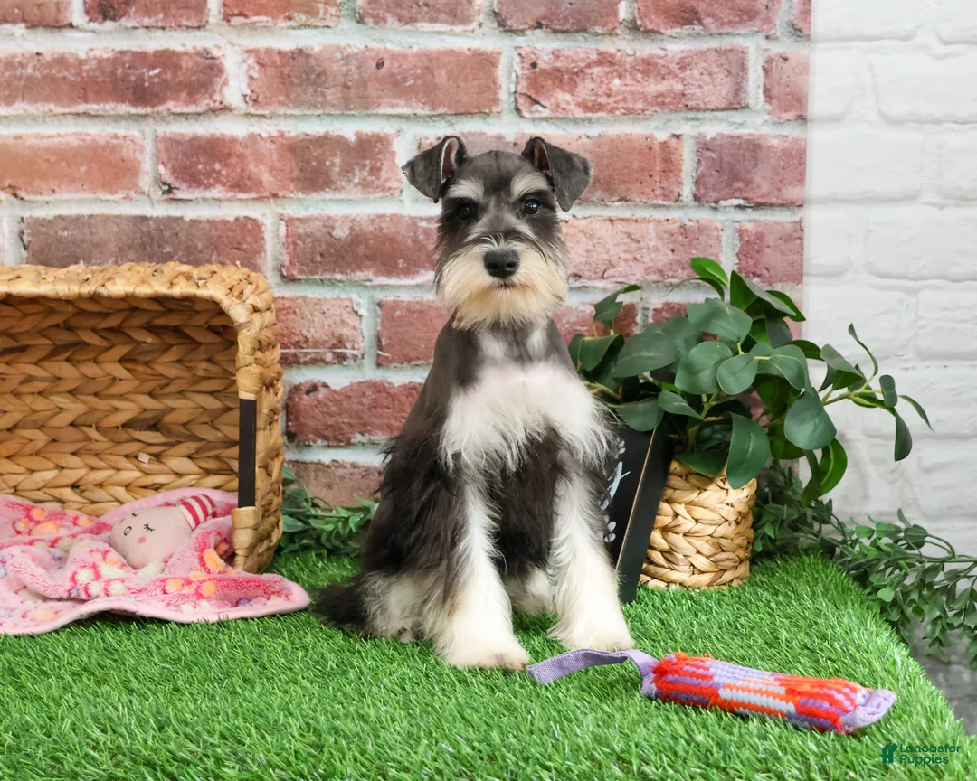 Miniature Schnauzer dogs for sale: Maureen  - Ad 6