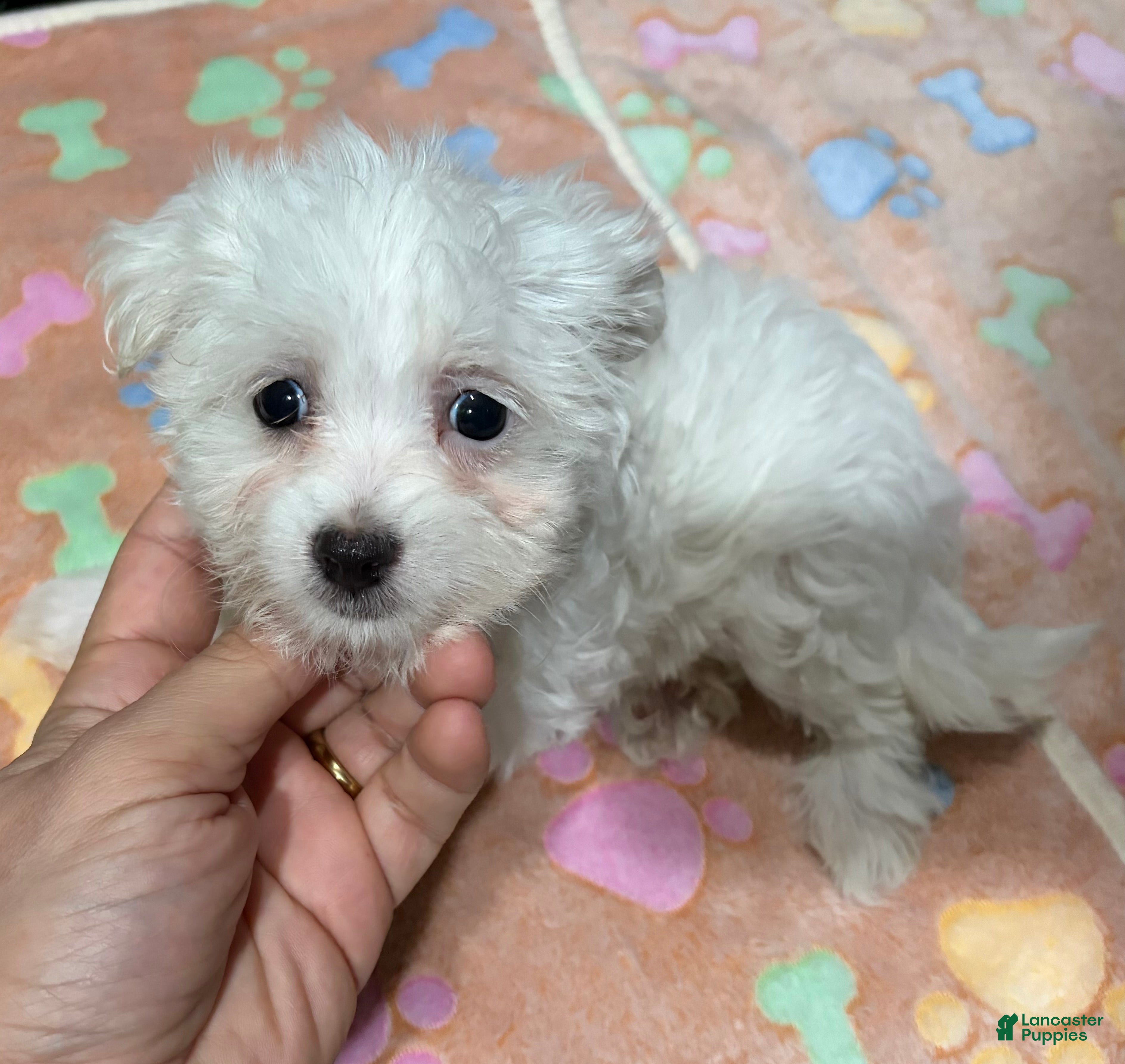 Maltese dogs Hannah - Ad 27