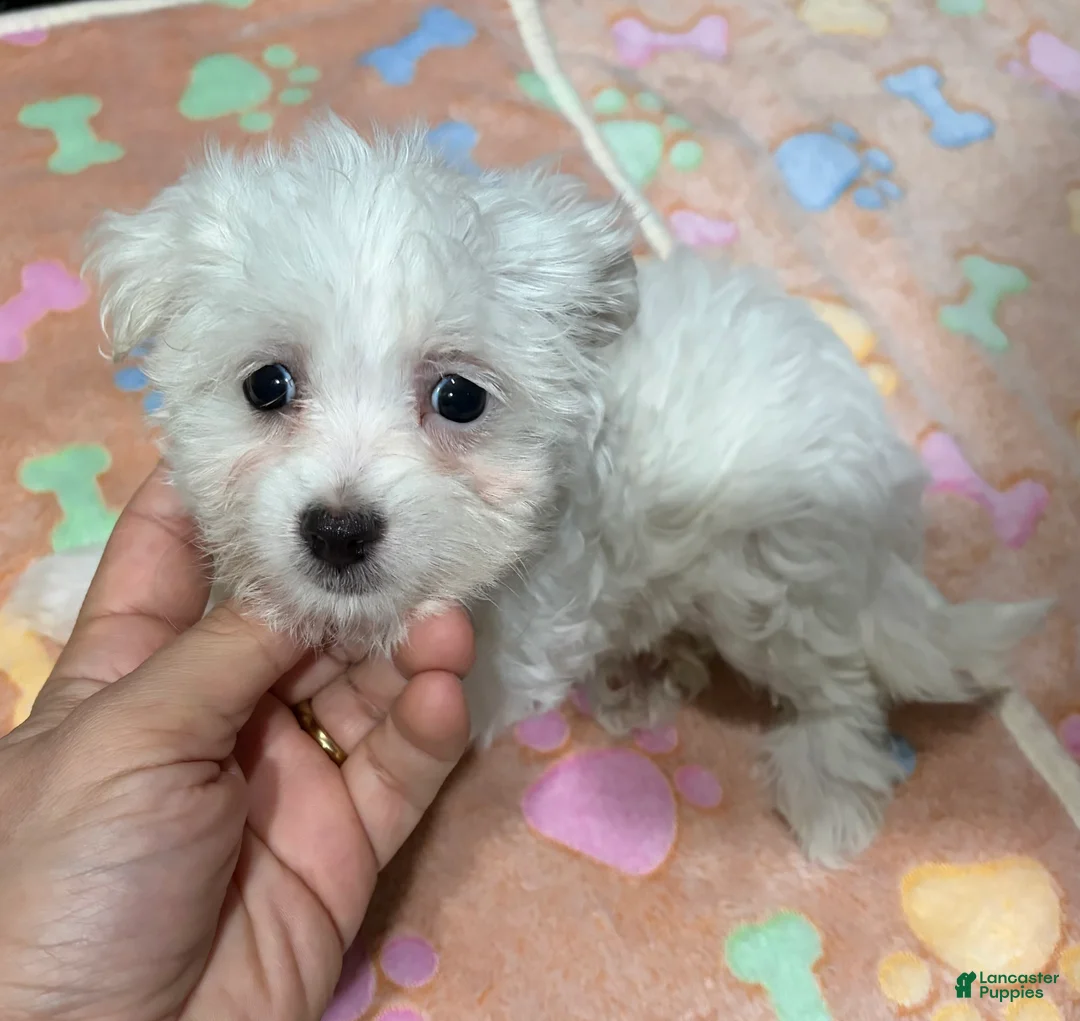 Maltese dogs for sale: Hannah - Ad 1