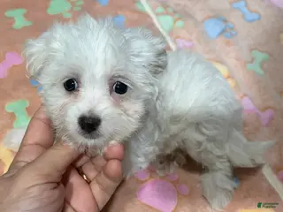 Maltese dogs Hannah - Ad 25