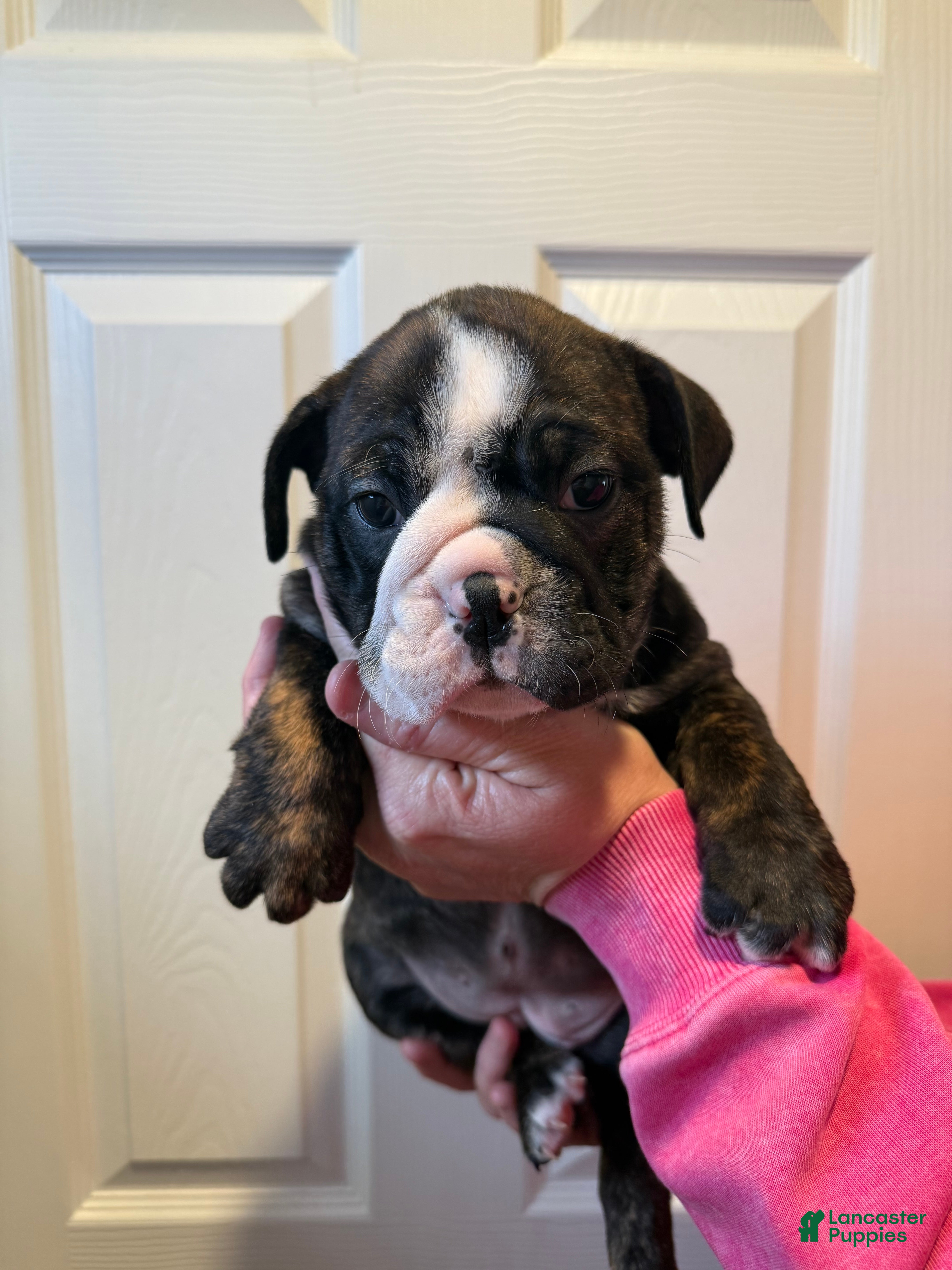 English Bulldog dogs English Bulldog Puppy 3 - Ad 1