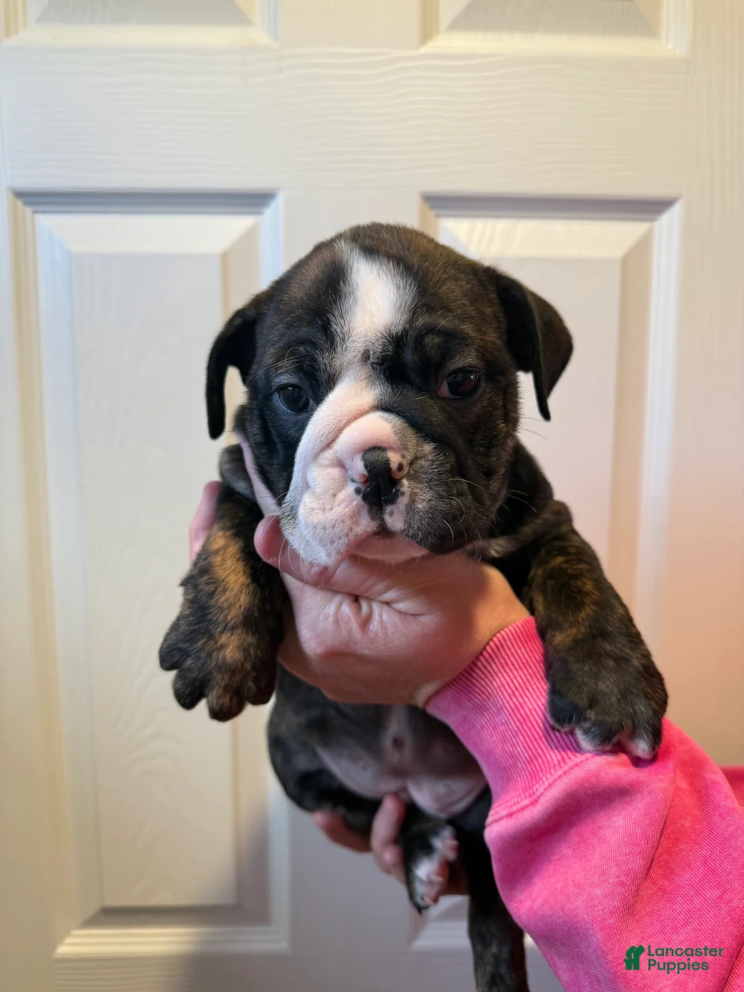 English Bulldog dogs for sale: English Bulldog Puppy 3 - Ad 1