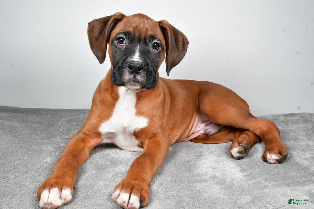 Boxer dogs for sale: Adam - Ad 1