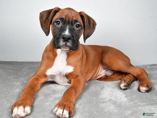 Boxer dogs Adam - Ad 5