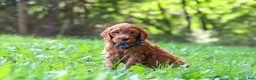 Goldendoodle dogs for sale: Archie - Ad 4