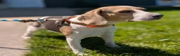 Beagle dogs for sale: Beadle Jojo Max - Ad 10