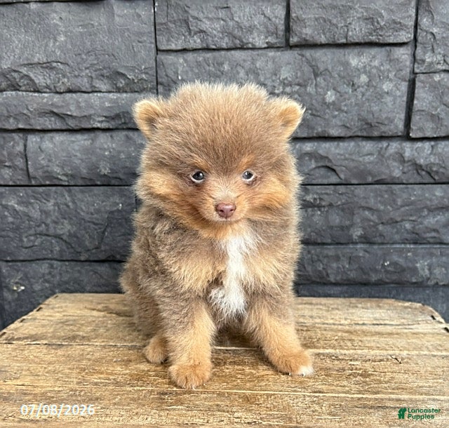 Pomeranian dogs Finnegan - Ad 1