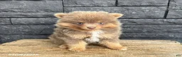 Pomeranian dogs for sale: Finnegan - Ad 1
