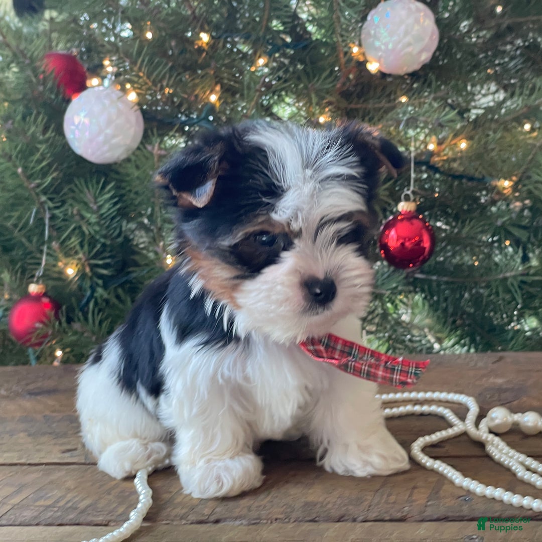 Mixed Breed dogs for sale: Baily - Ad 6