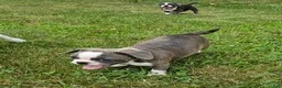 Mixed Breed dogs for sale: Sashay Brindle Grey - Ad 5