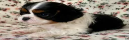 Cavalier King Charles Spaniel dogs for sale: Miracle - Ad 13