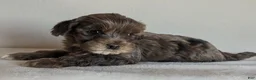 Cockapoo dogs for sale: Bear - Ad 2