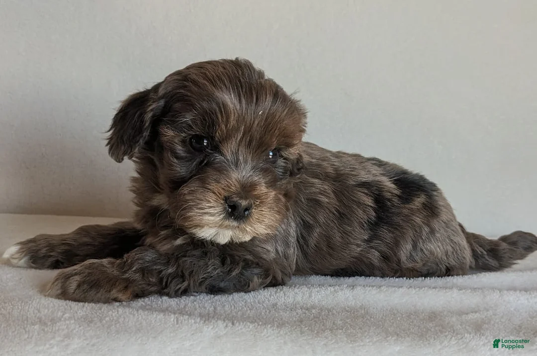 Cockapoo dogs for sale: Bear - Ad 2