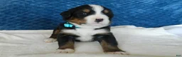 Bernese Mountain Dog dogs for sale: Boone - Ad 2
