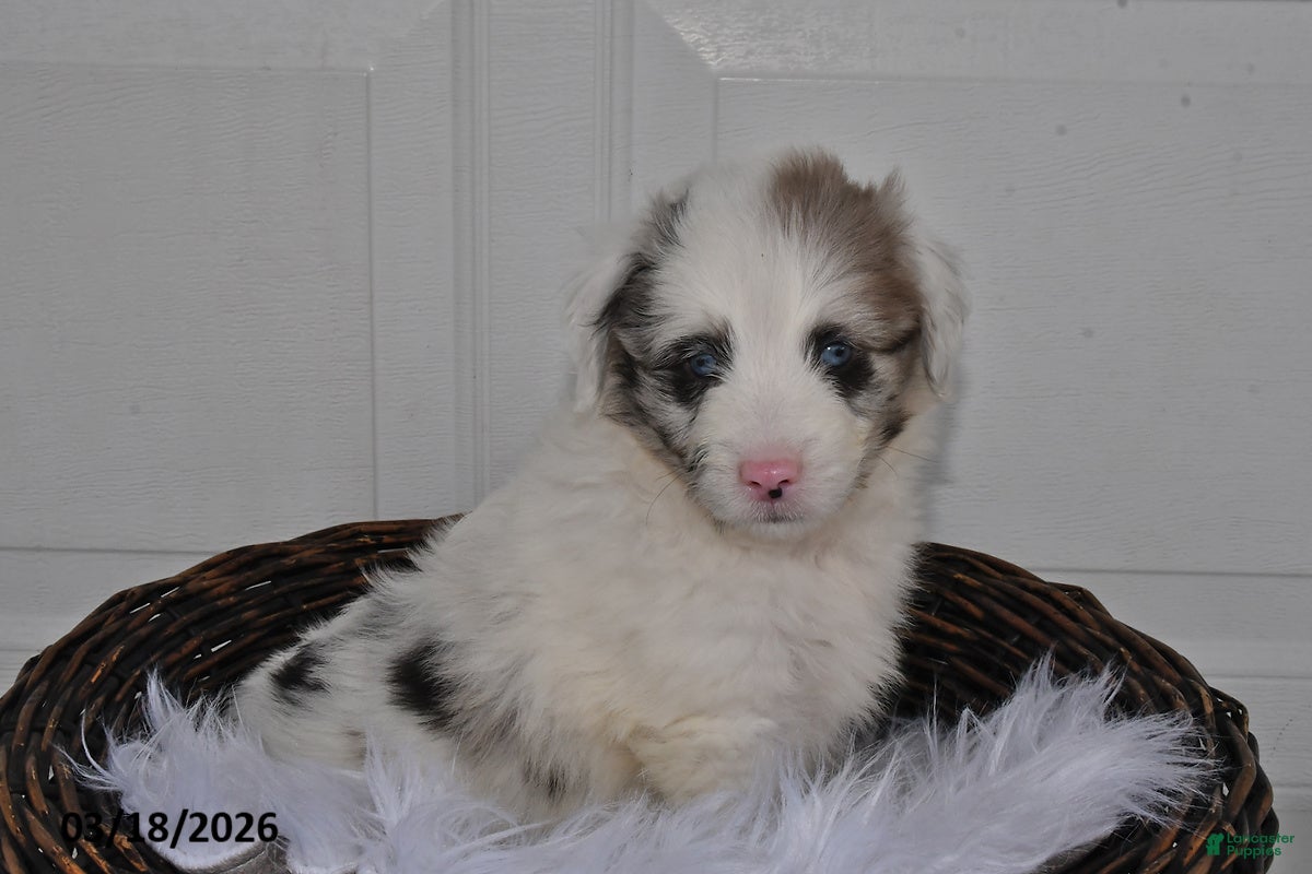 Aussiedoodle dogs Oscar - Ad 2