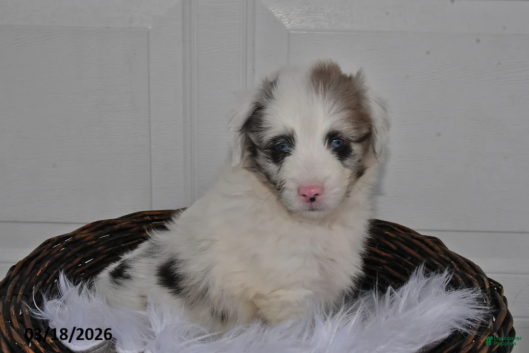 Aussiedoodle dogs for sale: Oscar - Ad 2