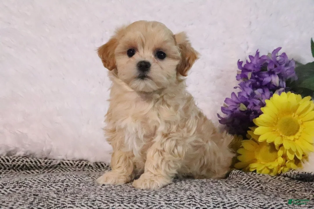 Maltipoo dogs for sale: Misty - Ad 2