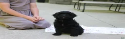 Cavapoo dogs for sale: Sadie - Ad 5