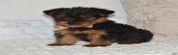 Yorkshire Terrier dogs for sale: Diesel - Ad 5
