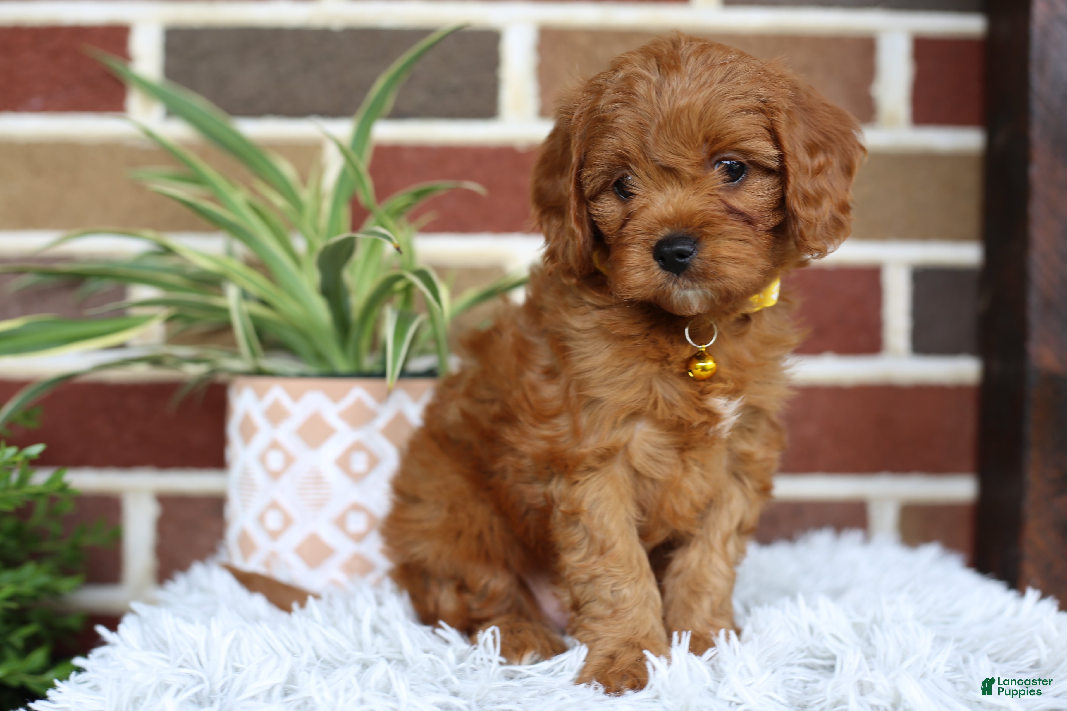 Cavapoo dogs Skye - Ad 1