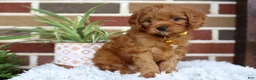 Cavapoo dogs for sale: Skye - Ad 1