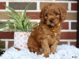Cavapoo dogs for sale: Skye - Ad 3