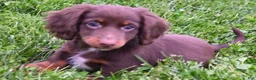 Miniature Dachshund dogs for sale: AKC Romeo - Ad 7