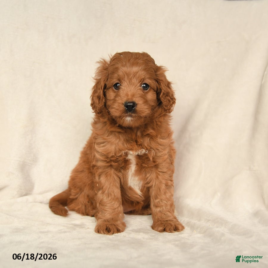 Cavapoo dogs Harper - Ad 1