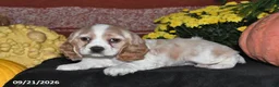 Cocker Spaniel dogs for sale: Polly - Ad 4