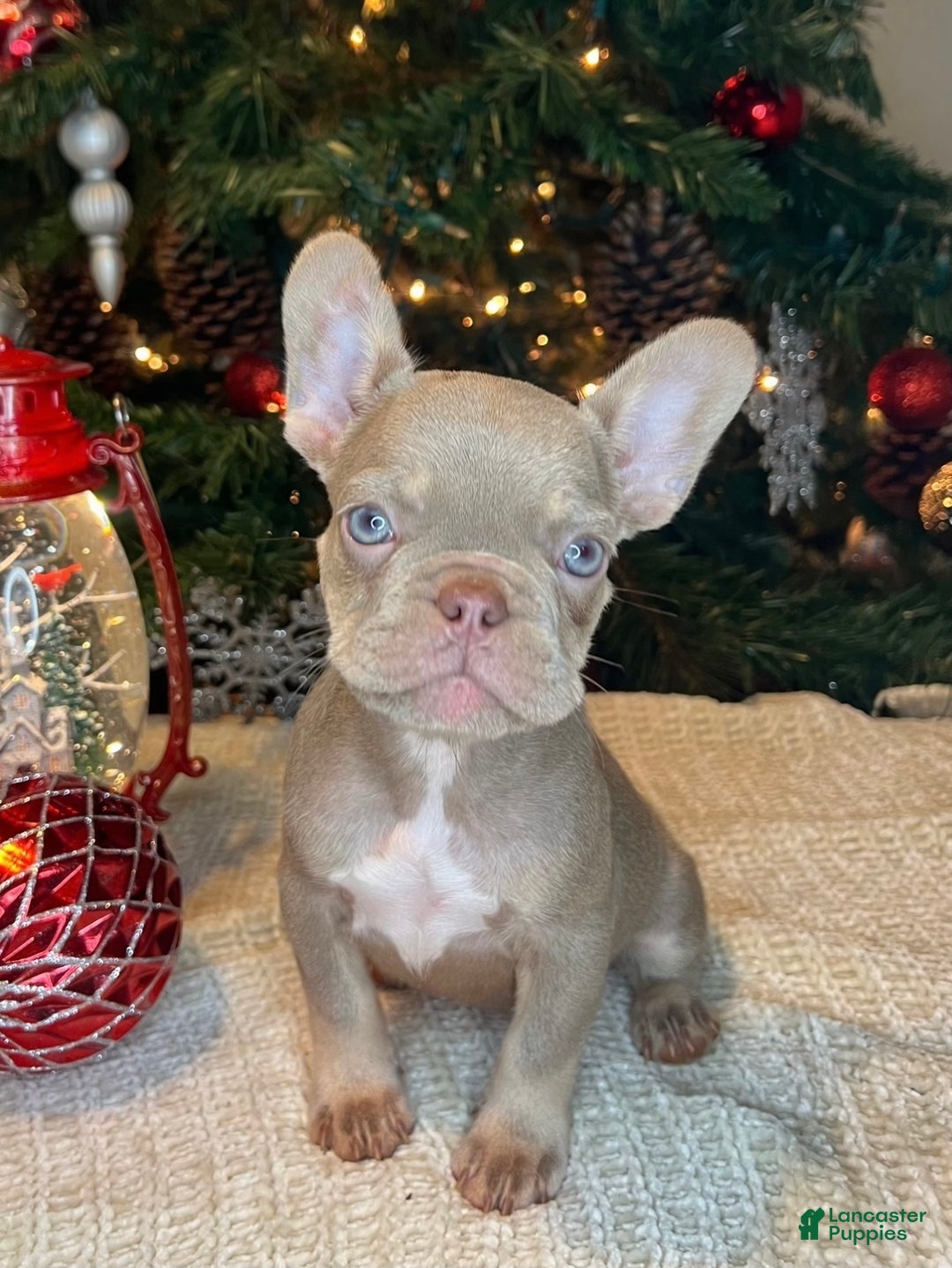 French Bulldog dogs for sale: Reese’s Akc - Ad 15