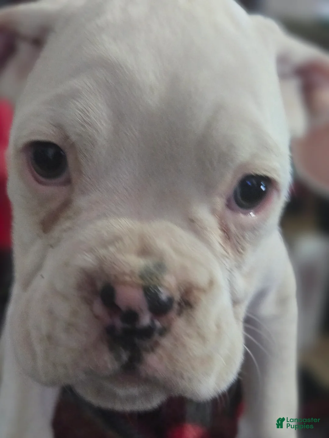 Boxer dogs for sale: Pete - Ad 2