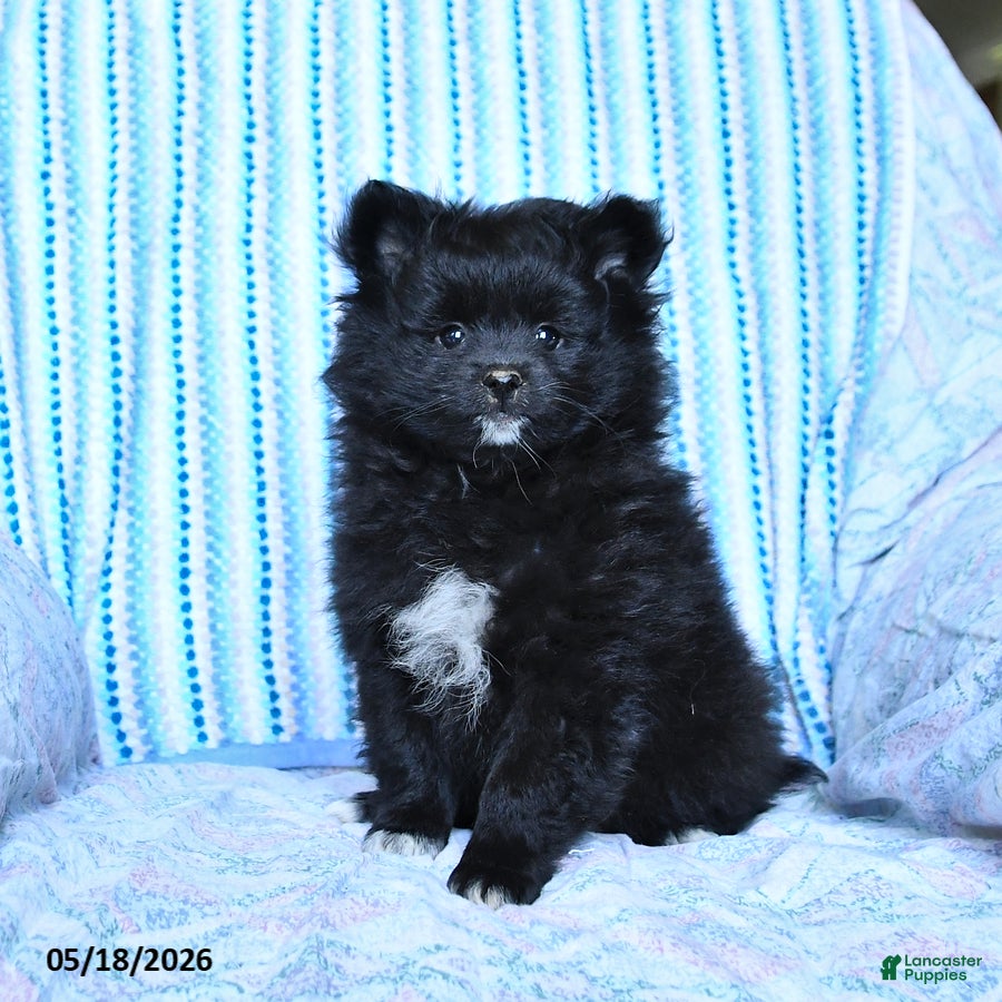 Pomeranian dogs Starburst - Ad 2