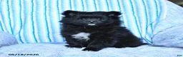 Pomeranian dogs for sale: Starburst - Ad 4