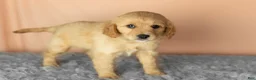Mixed Breed dogs for sale: Brooks  - Ad 4