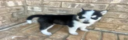 Siberian Husky dogs for sale: Missy - Ad 4