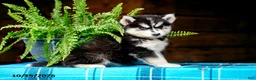 Pomsky dogs for sale: Tootsie - Ad 12