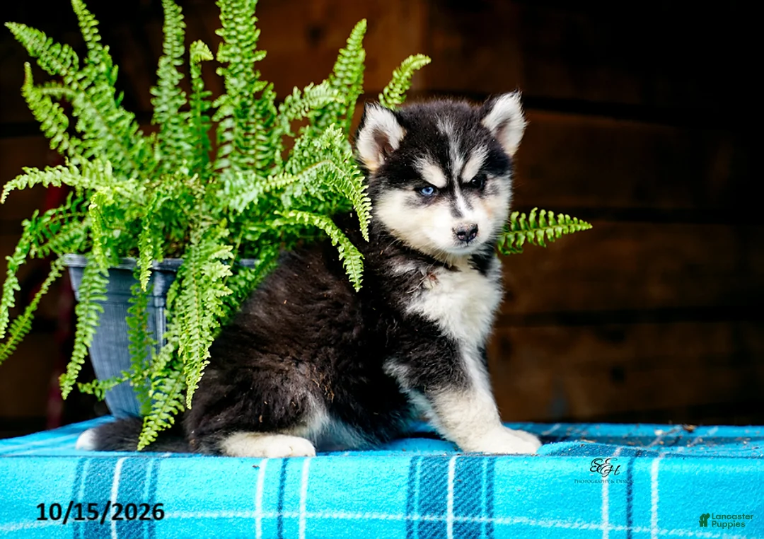 Pomsky dogs for sale: Tootsie - Ad 12