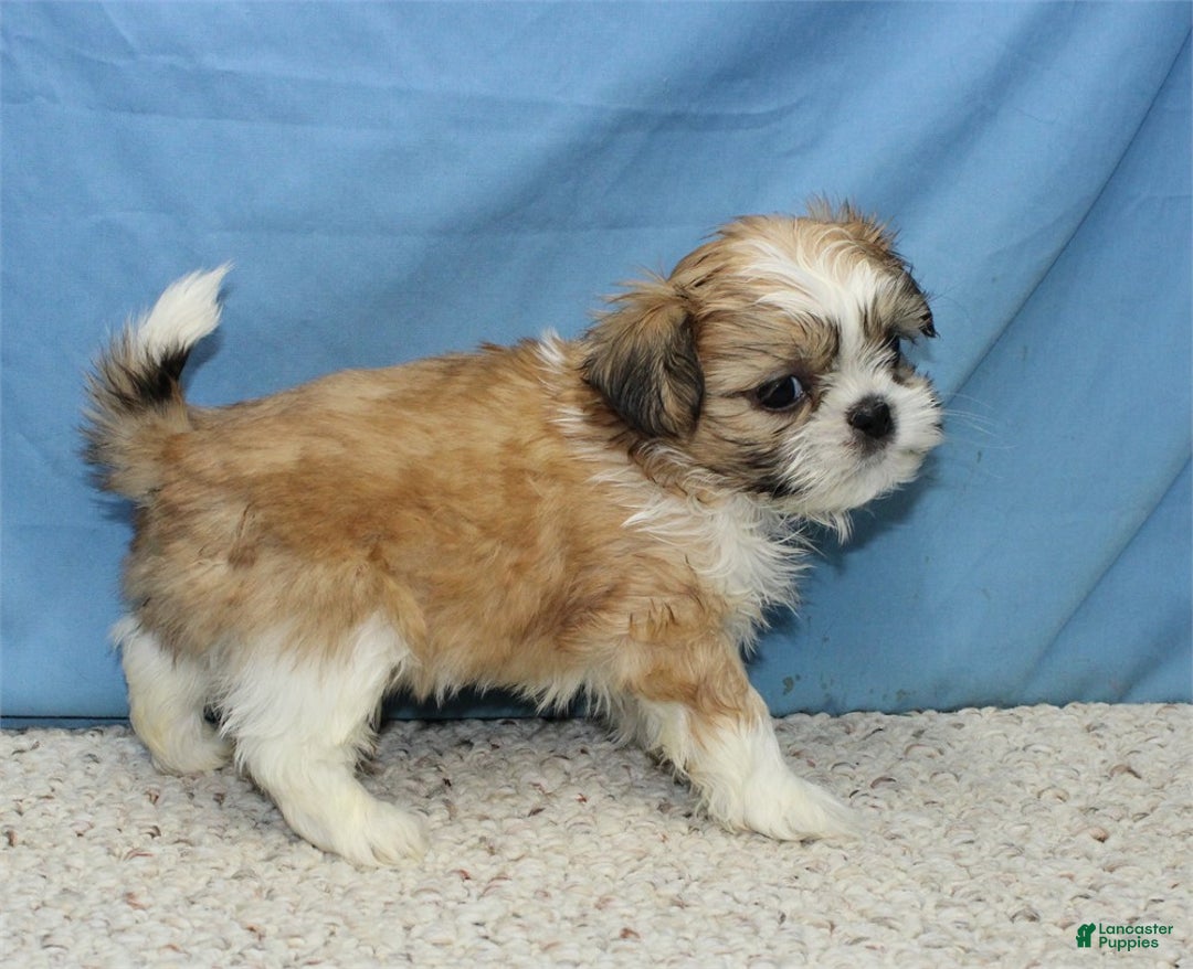 Shih Tzu dogs for sale: Asher - Ad 3