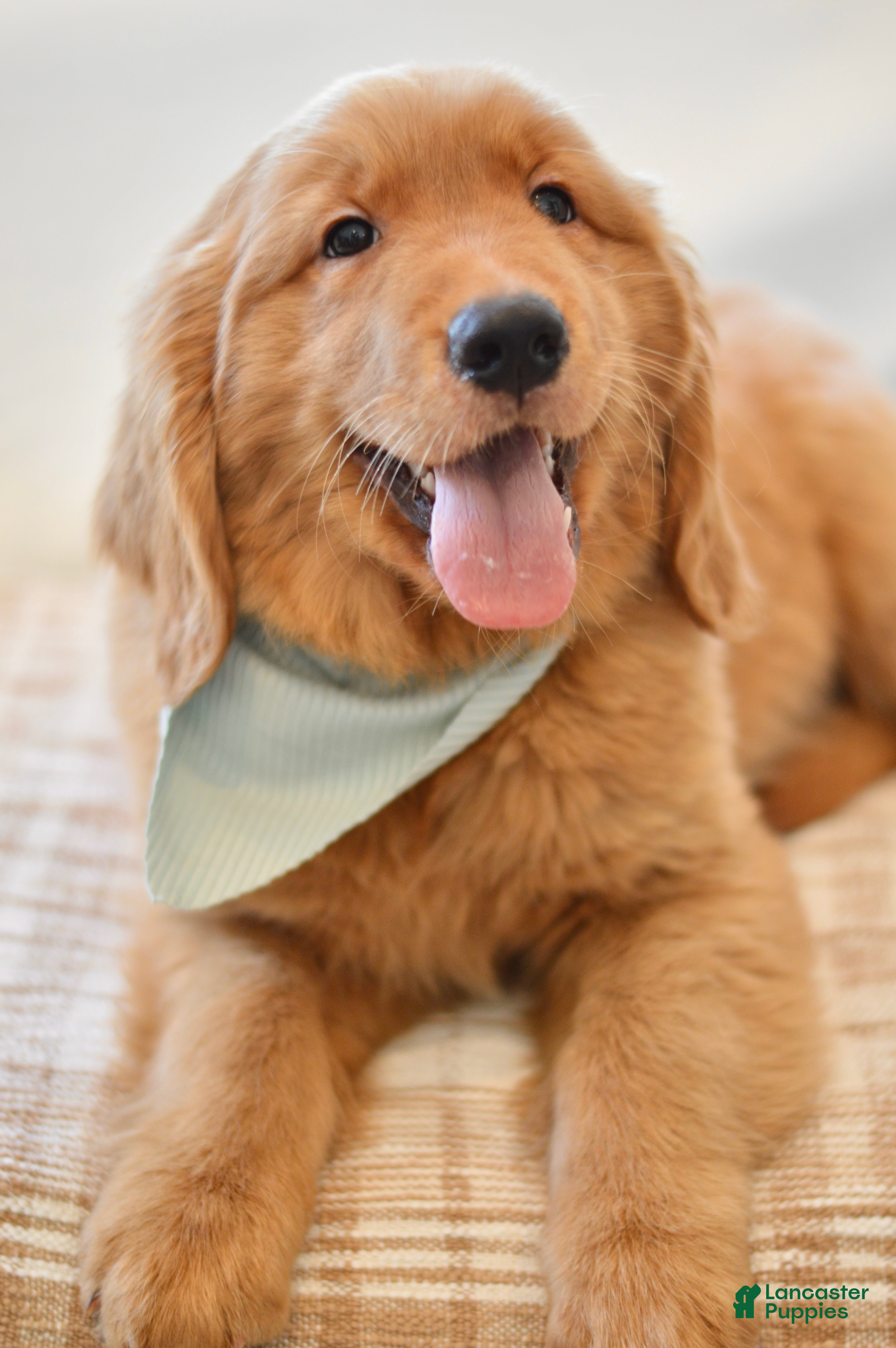 Golden Retriever dogs Moe - Ad 2