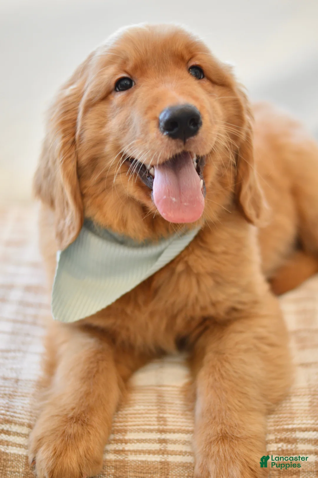 Golden Retriever dogs for sale: Moe - Ad 2