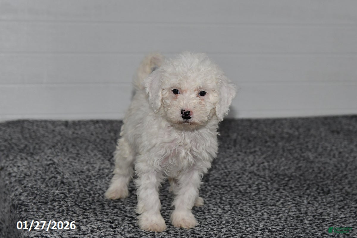 Mini Sheepadoodle dogs Chloe - Ad 2