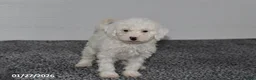 Mini Sheepadoodle dogs for sale: Chloe - Ad 2