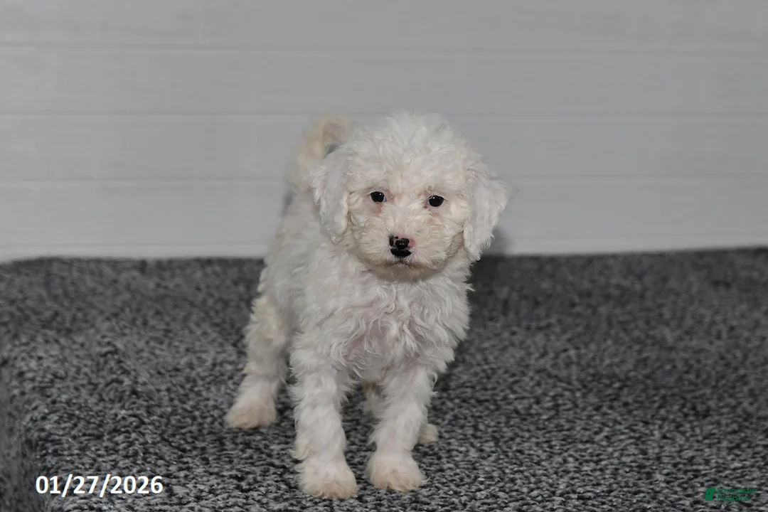 Mini Sheepadoodle dogs for sale: Chloe - Ad 2