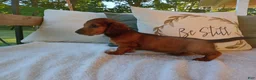 Miniature Dachshund dogs for sale: Teddy  - Ad 5