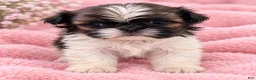 Shih Tzu dogs for sale: Minnie’s girl - Ad 1