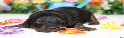 Cockapoo dogs for sale: Gelato - Ad 3