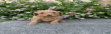 Red- Goldendoodle Puppy 1